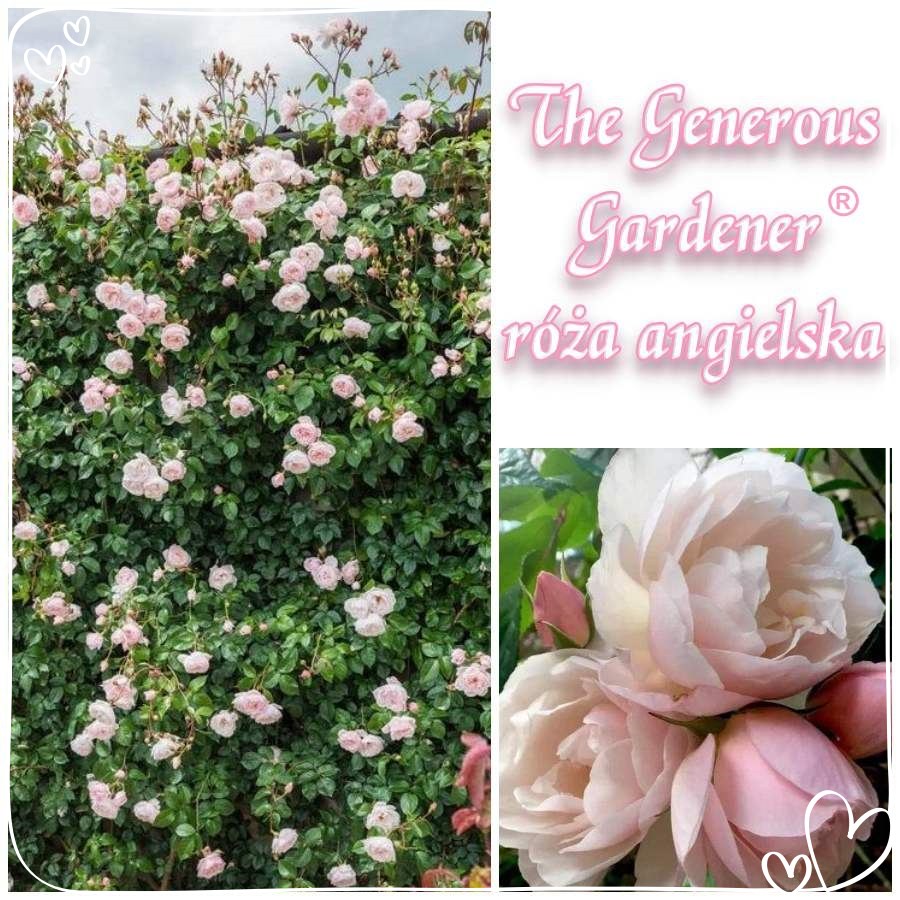 The Generous Gardener róża angielska